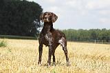 BRAQUE ALLEMAND 061